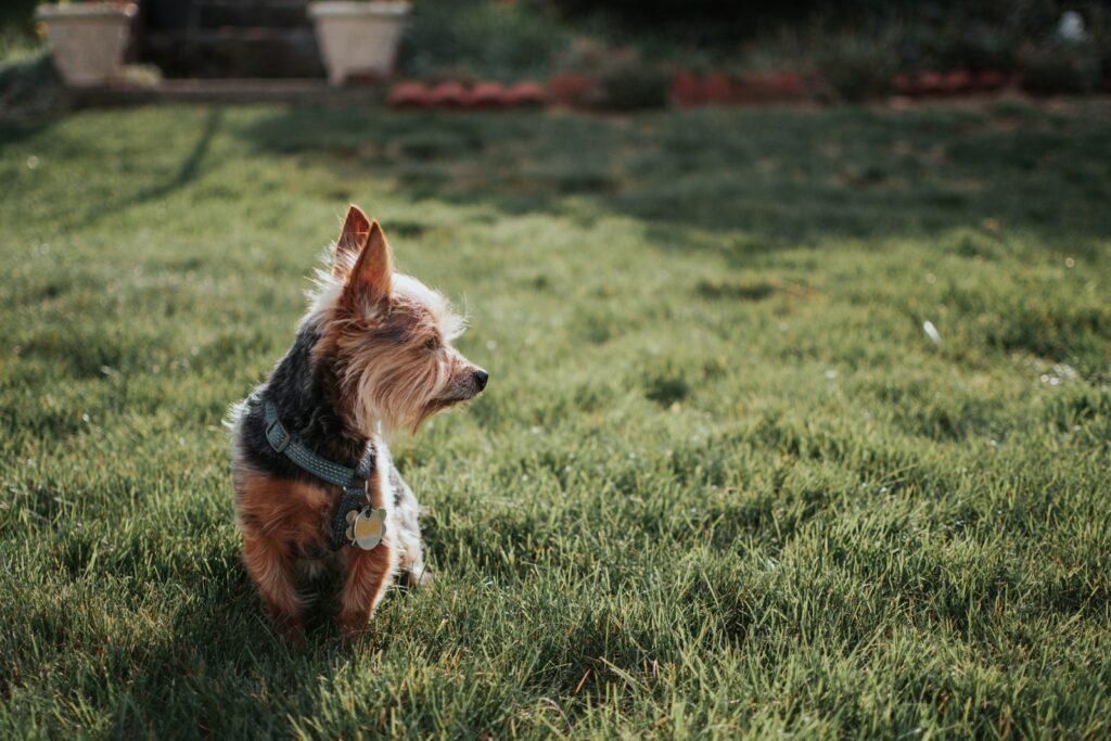 Dog in yard