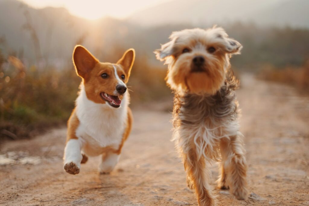 Dogs running